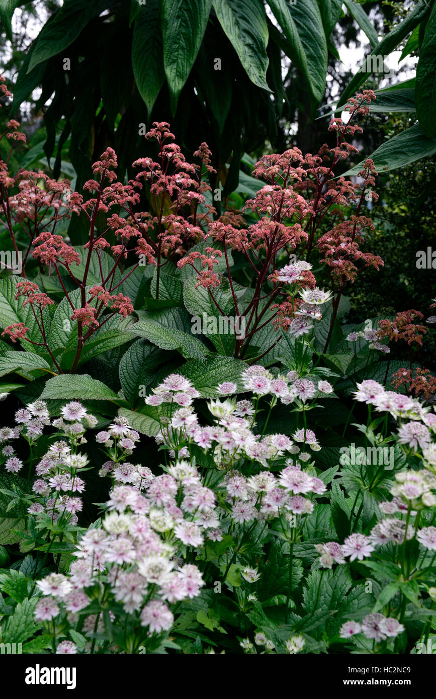 astrantia major rodgersia irish bronze red white flower flowers flowering shade shady shaded mix