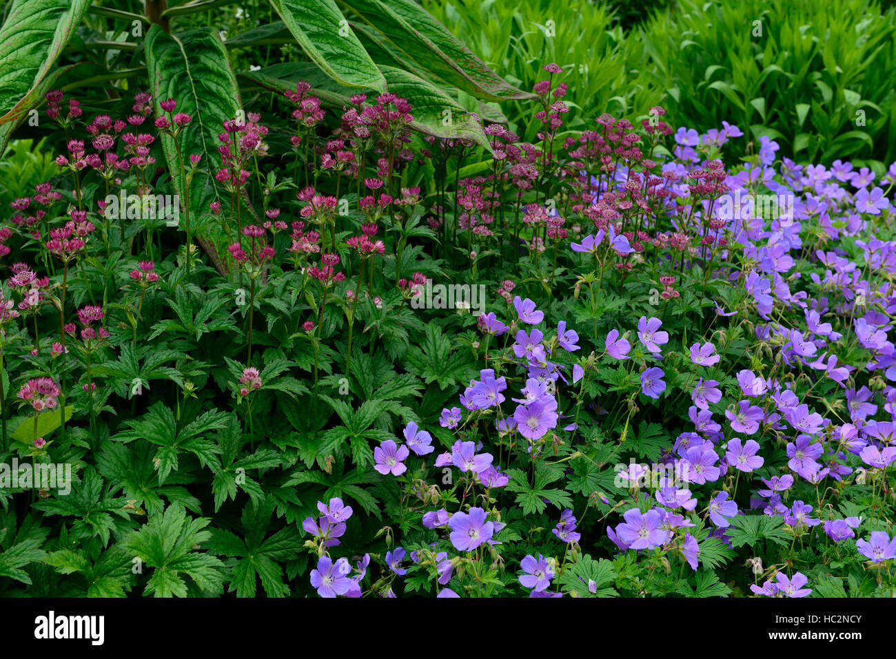 astrantia star of beauty geranium johnson's blue red flowers flower flowering mixed mix planting scheme border RM Floral Stock Photo