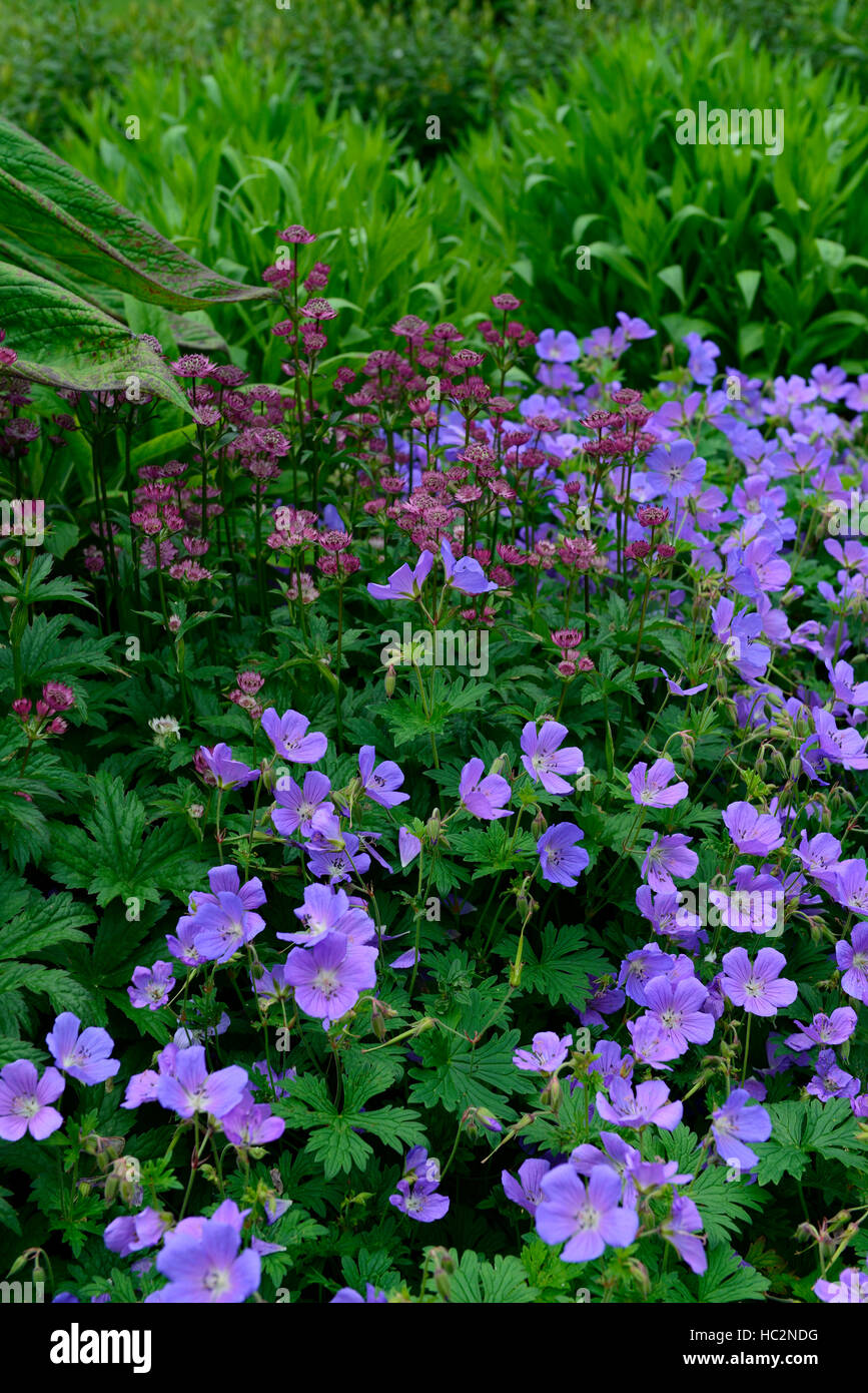 astrantia star of beauty geranium johnson's blue red flowers flower flowering mixed mix planting scheme border RM Floral Stock Photo