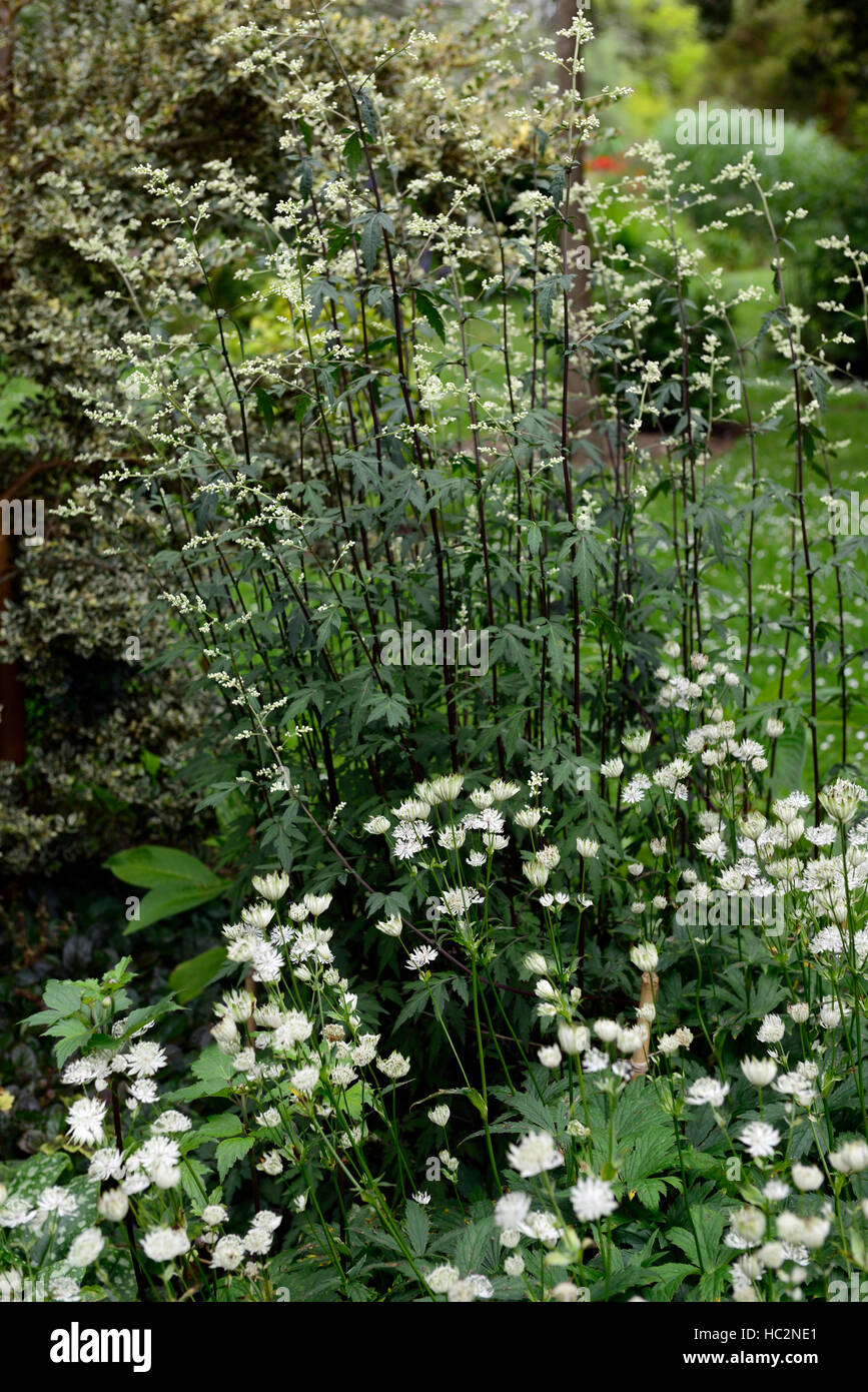 Astrantia Artemisia lactiflora guizhou white flowers flower flowering plant planting scheme perennial plants RM Floral Stock Photo