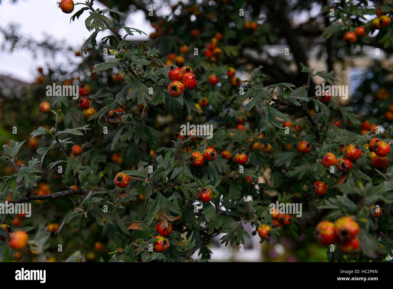 crataegus orientalis oriental hawthorn eastern thorn red fruit fruits haw haws tree trees ornamental RM floral Stock Photo
