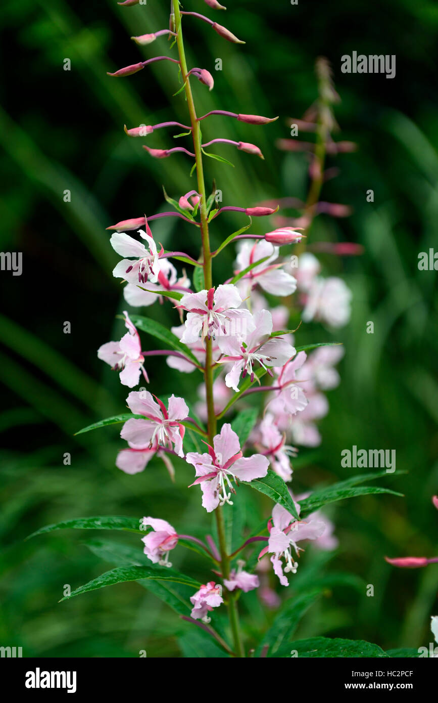 epilobium angustifolium stahl rose Rosebay willow herb pink flower flowers flowering spike RM floral Stock Photo