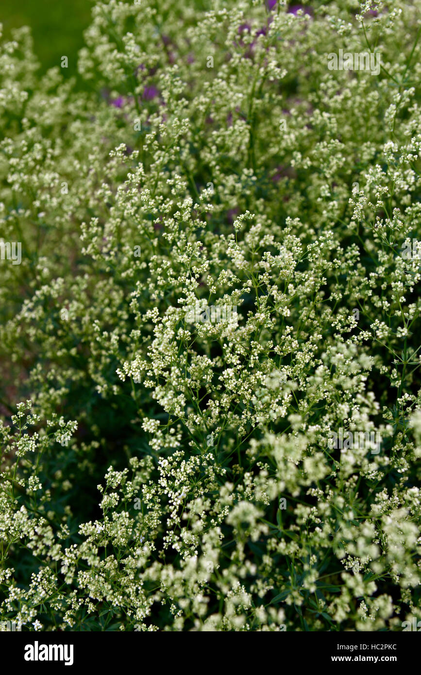 galium rubioides European bedstraw white flower flowers flowering perennial RM Floral Stock Photo
