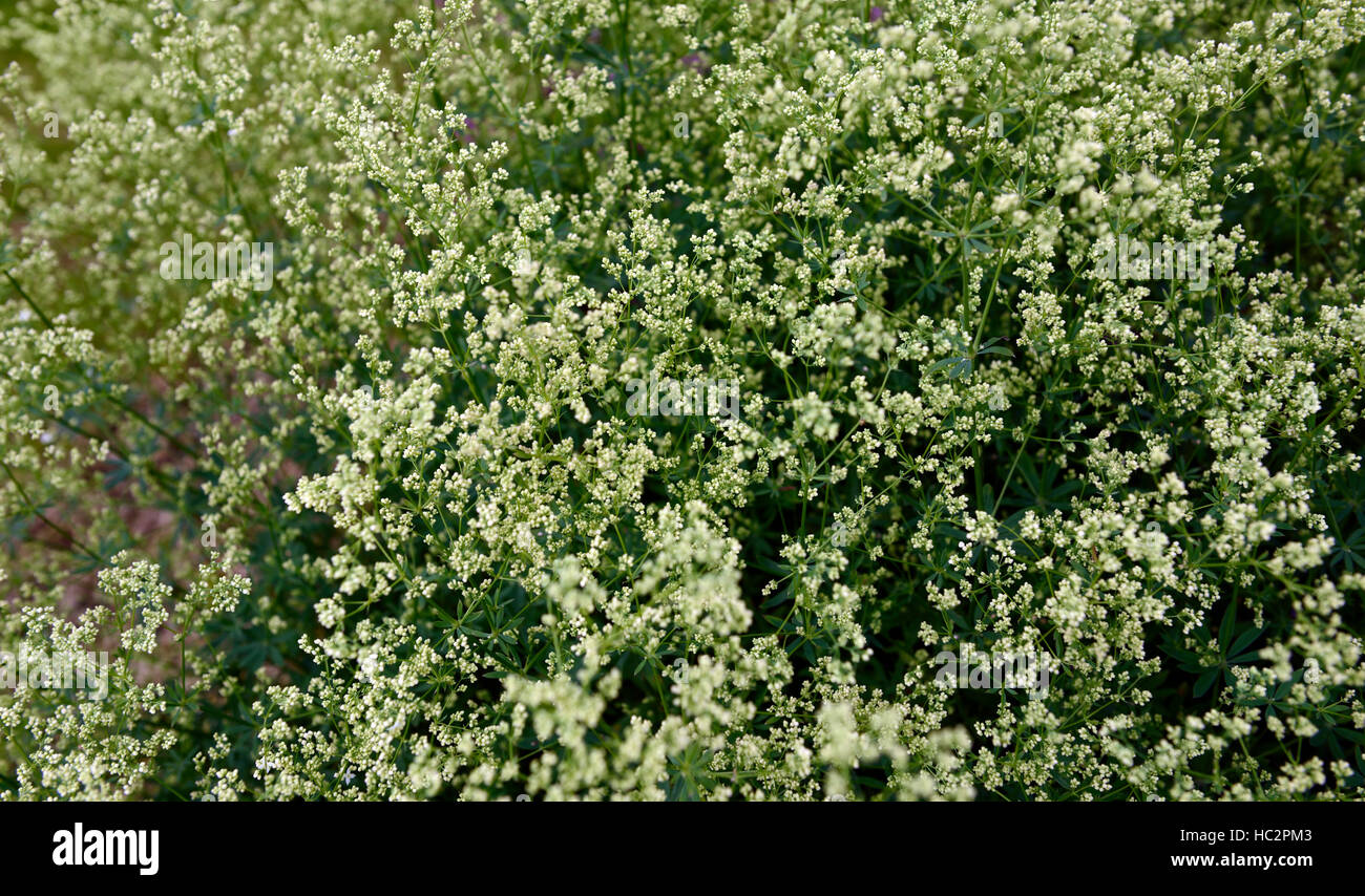 galium rubioides European bedstraw white flower flowers flowering perennial RM Floral Stock Photo