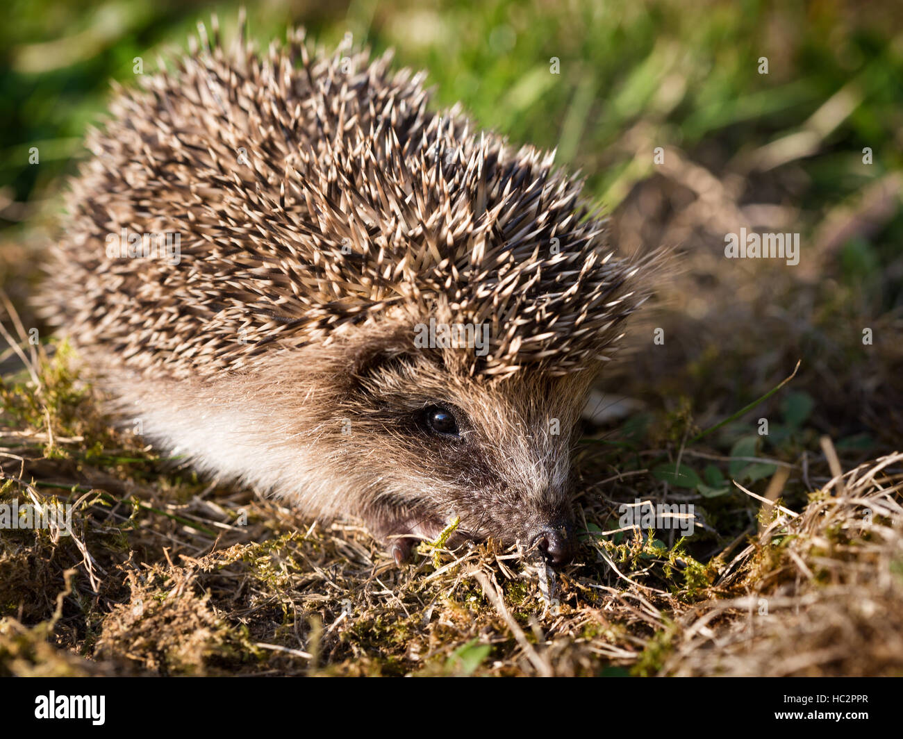 hedgehog on grass Stock Photo