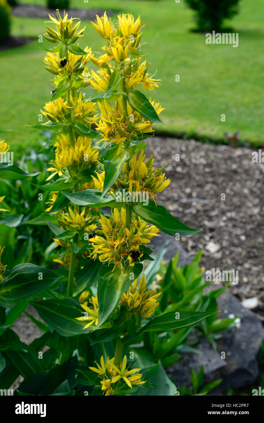 gentiana lutea Yellow Gentian yellow flowers flower flowering bitter