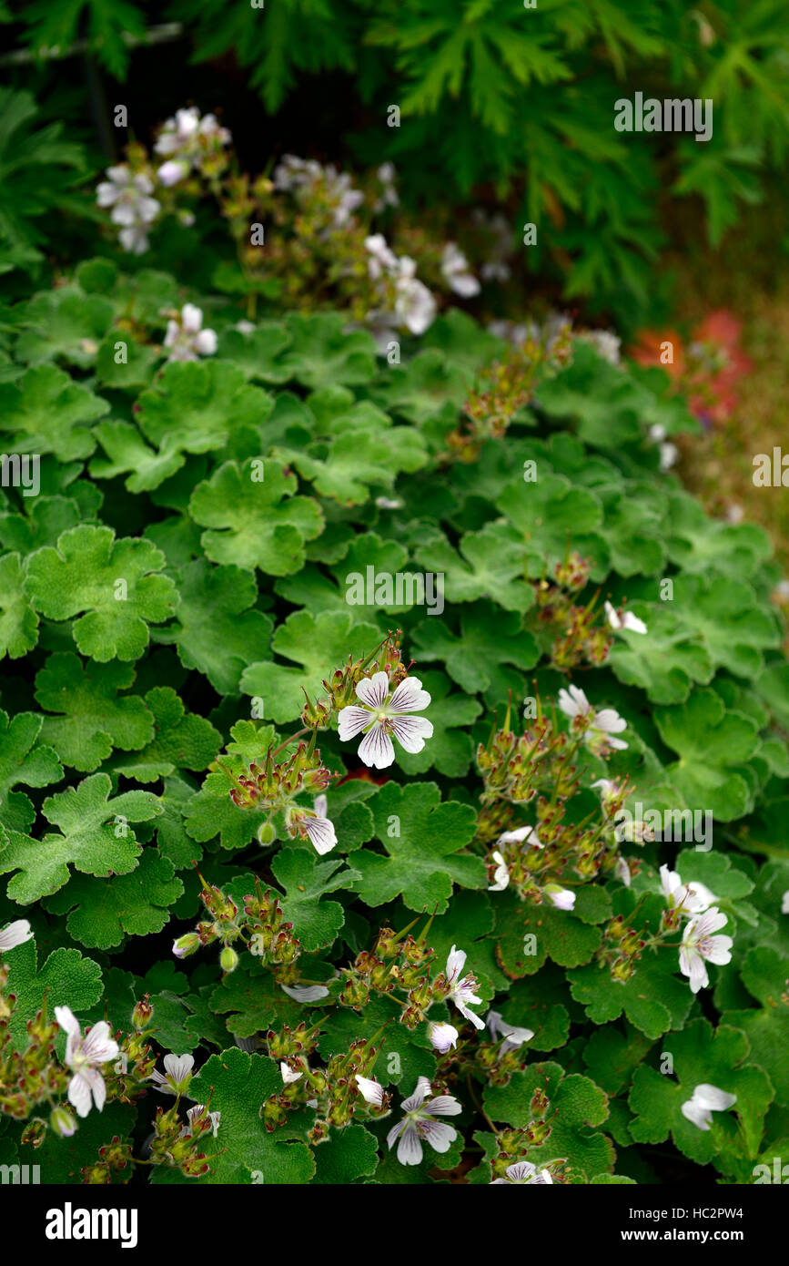 geranium renardii Renard's Hardy Geranium white flower flowers flowering perennial RM Floral Stock Photo