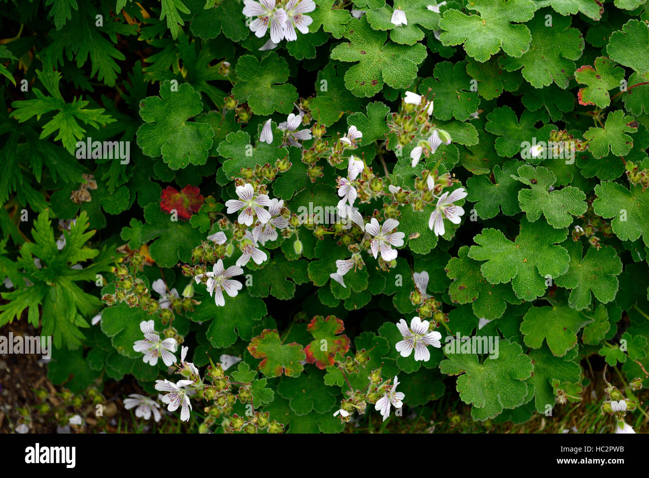 geranium renardii Renard's Hardy Geranium white flower flowers flowering perennial RM Floral Stock Photo