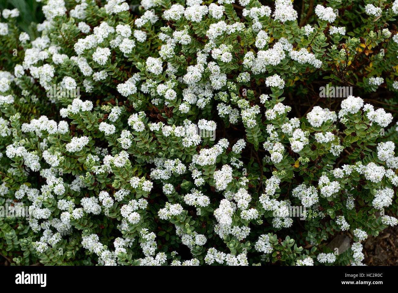 hebe cockayniana hebes white flower flowers flowering shrub shrubs new zealand native flora RM floral Stock Photo