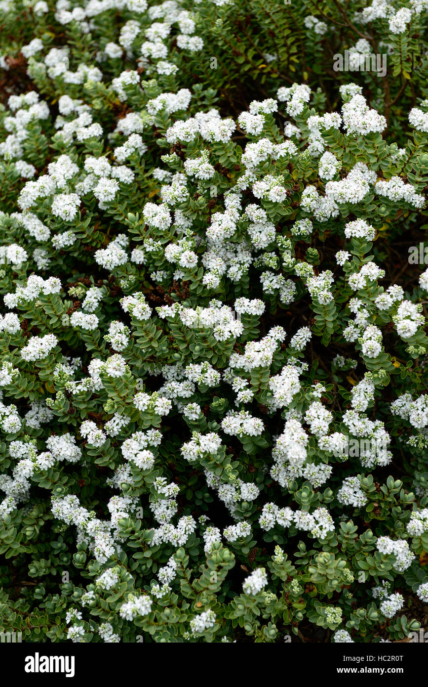 hebe cockayniana hebes white flower flowers flowering shrub shrubs new zealand native flora RM floral Stock Photo