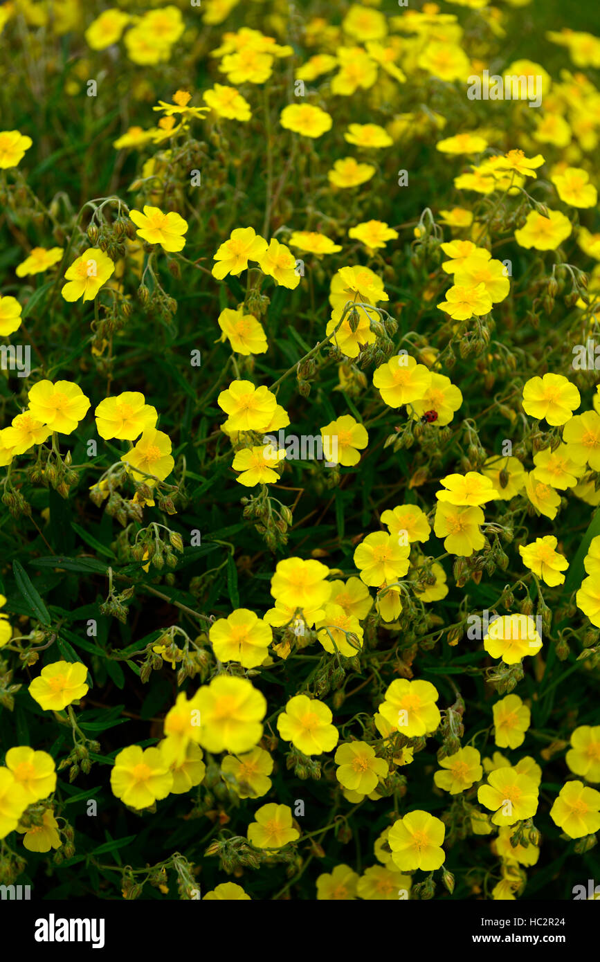 helianthemum nummularium var grandiflorum rock rose yellow flower flowers flowering evergreen bushy shrub raceme RM Floral Stock Photo