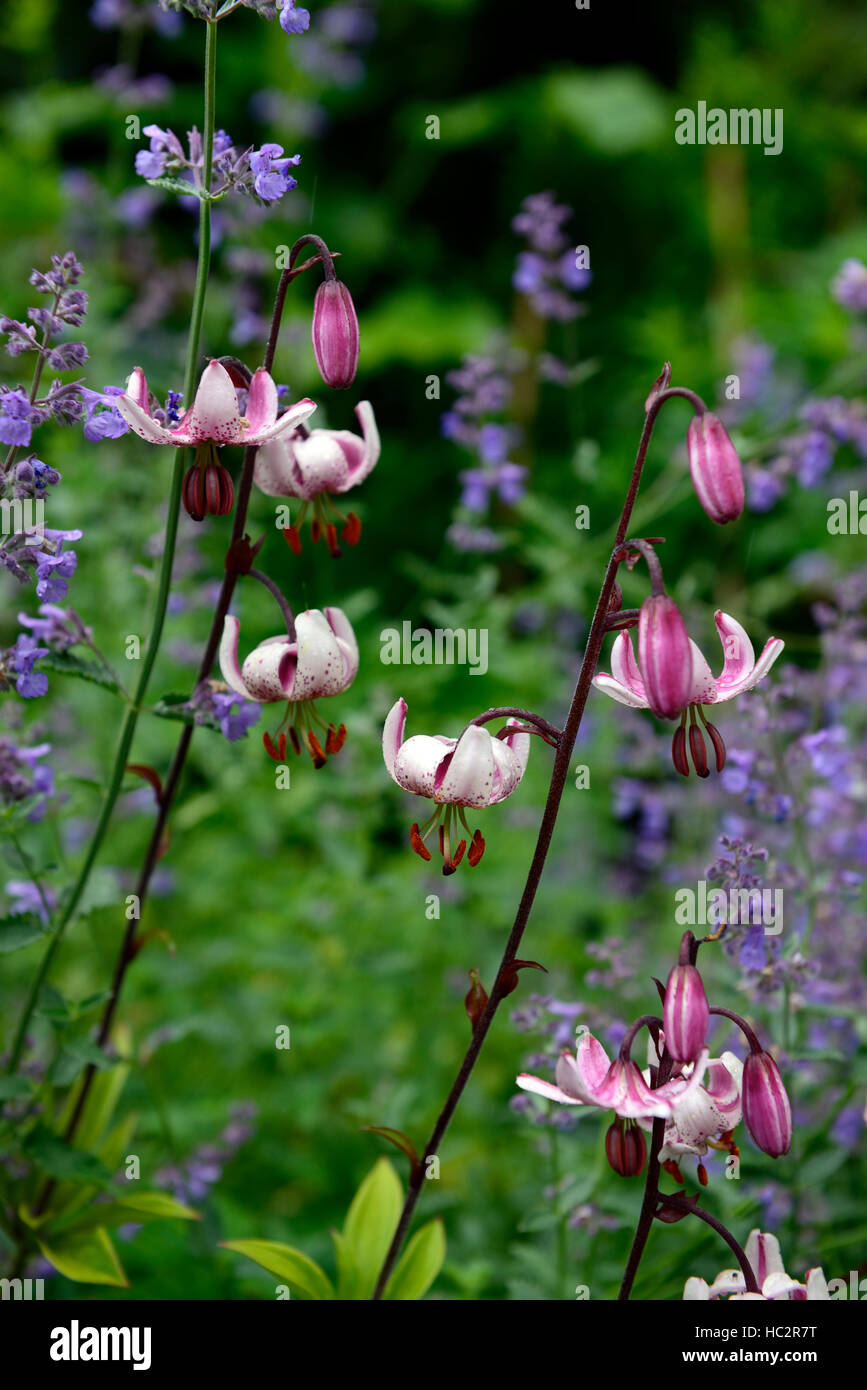 lilium martagon pink flower nepeta six hills giant purple mixed combination flowers bed border perennial RM Floral Stock Photo
