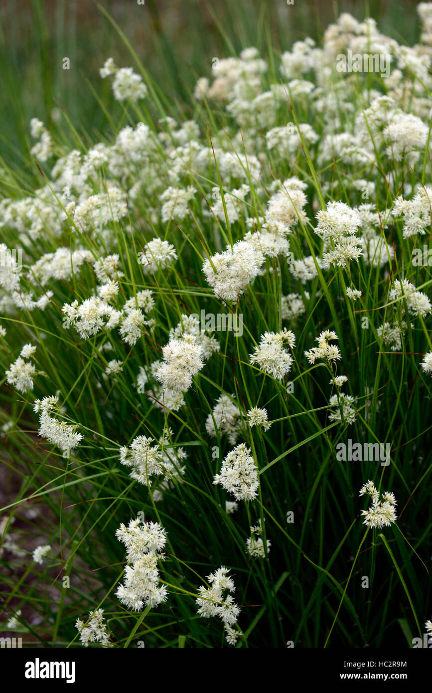 luzula nivea snowy woodrush white flower flowers flowering showy plant