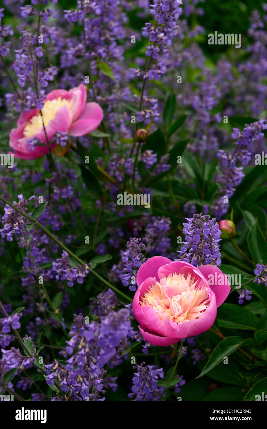 paeonia peony bowl of beauty nepeta six hills giant peonies flower flowers flowering perennial bed border scented RM Floral Stock Photo