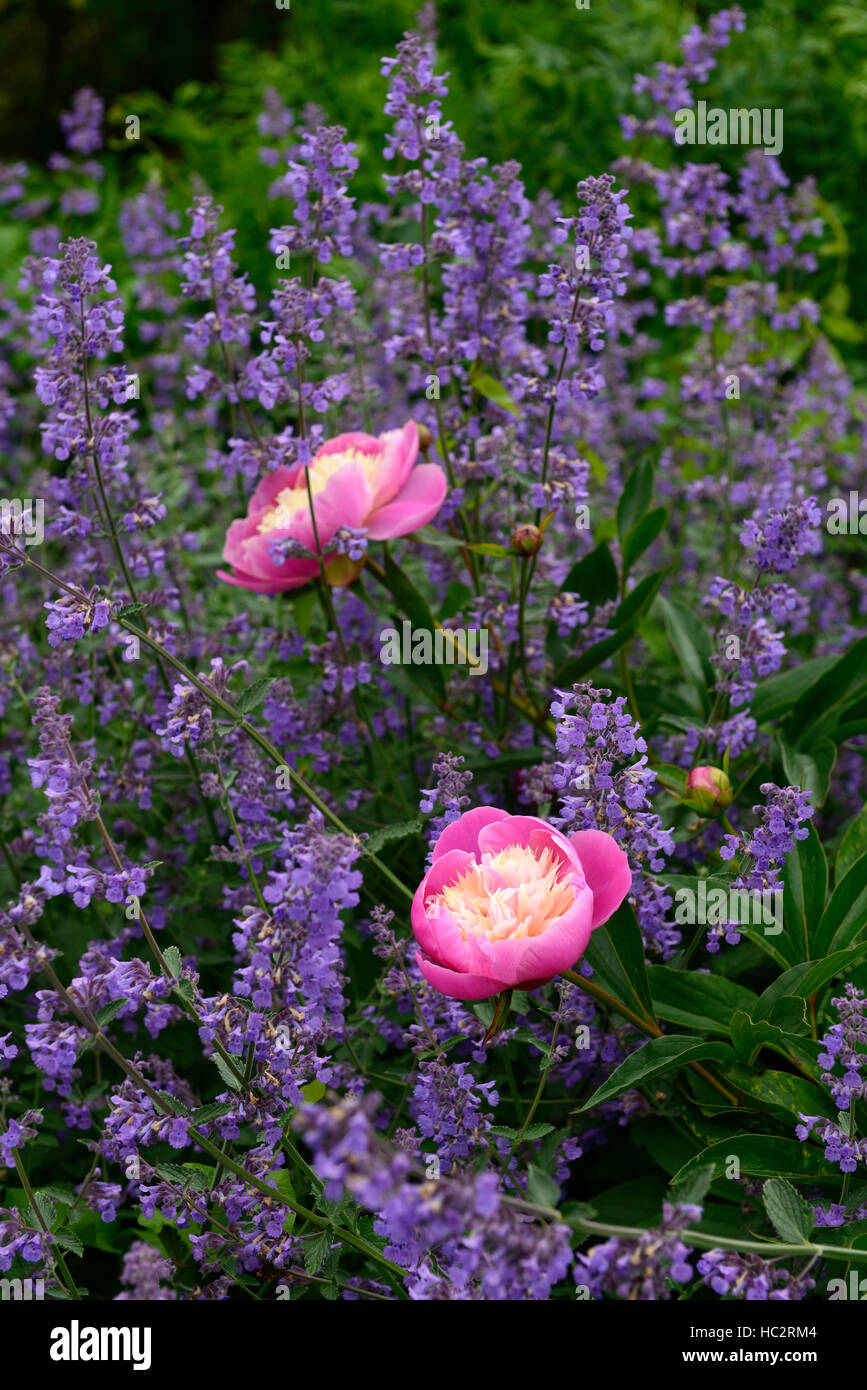 paeonia peony bowl of beauty nepeta six hills giant peonies flower flowers flowering perennial bed border scented RM Floral Stock Photo