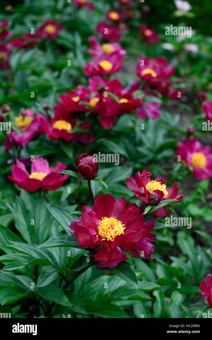 paeonia officinalis sabinei peony peonies red flower flowers flowering perennial bed border RM Floral Stock Photo