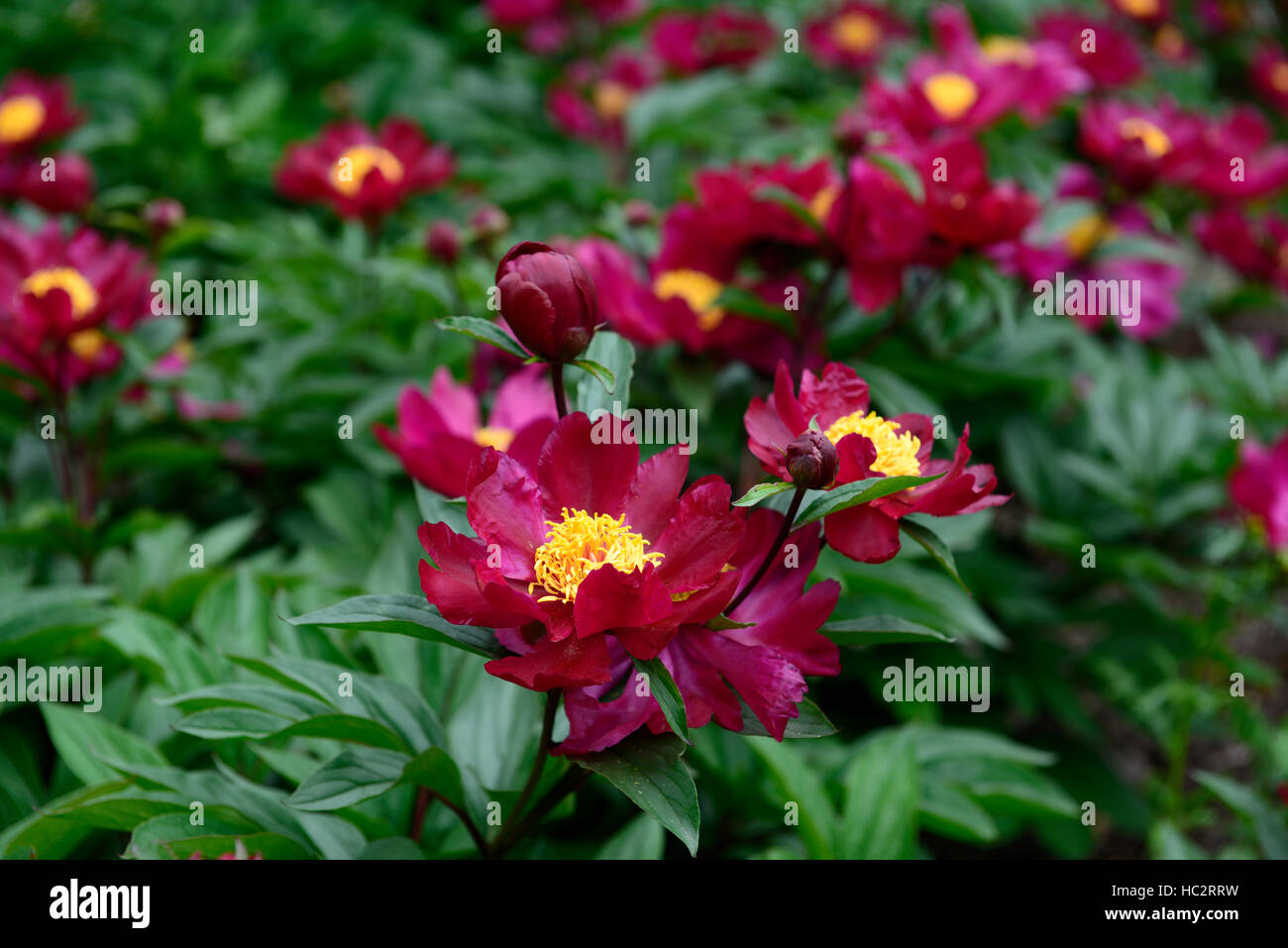 paeonia officinalis sabinei peony peonies red flower flowers flowering perennial bed border RM Floral Stock Photo