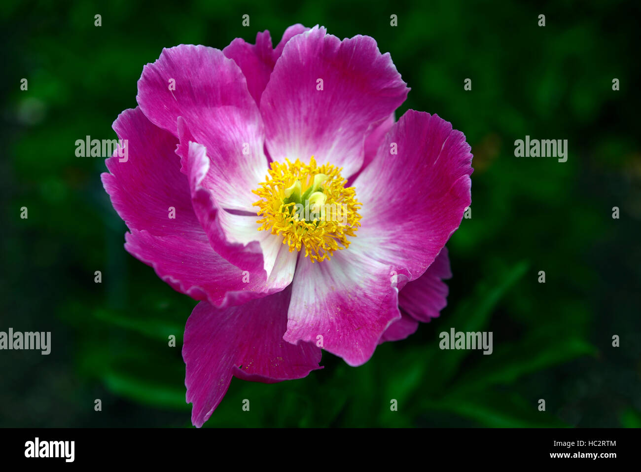 paeonia suffruticosa cardinal vaughan tree peony peonies purple flower flowers flowering perennial fragrant scented RM Floral Stock Photo