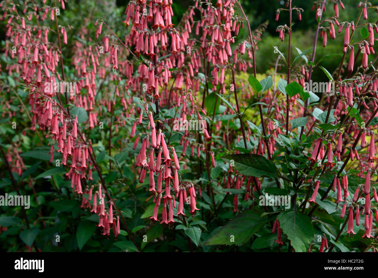 phygelius candy drops series cape fuchsia pink flower flowers flowering tubular plant perennial RM Floral Stock Photo