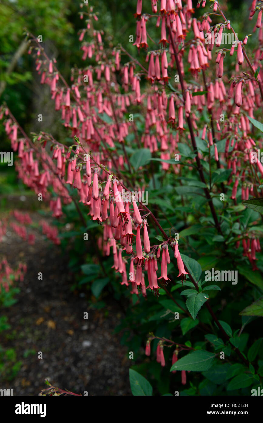 phygelius candy drops series cape fuchsia pink flower flowers flowering tubular plant perennial RM Floral Stock Photo
