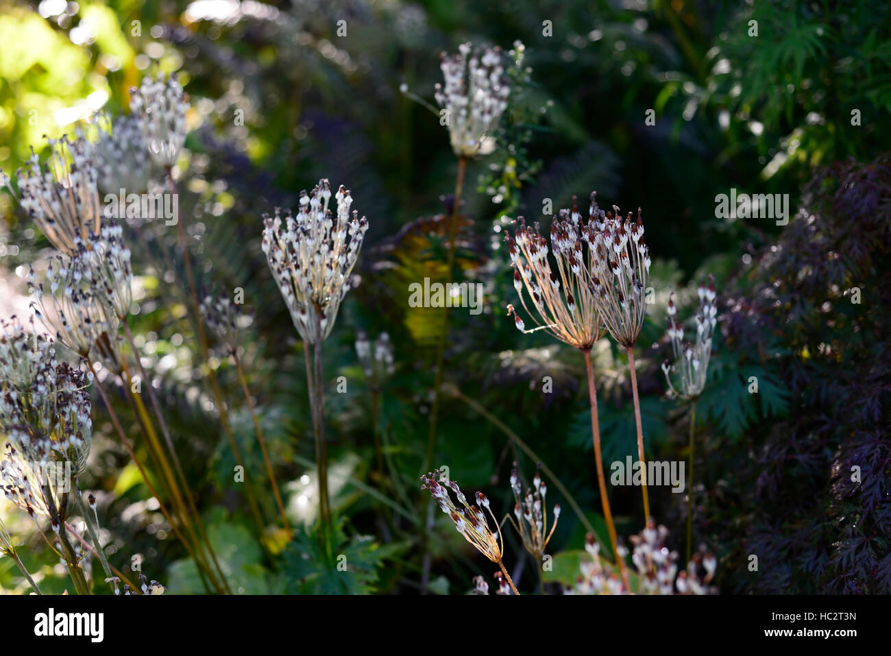 primula florindae, seedhead seedheads japanese primrose primroses seeds fertile garden RM Floral Stock Photo