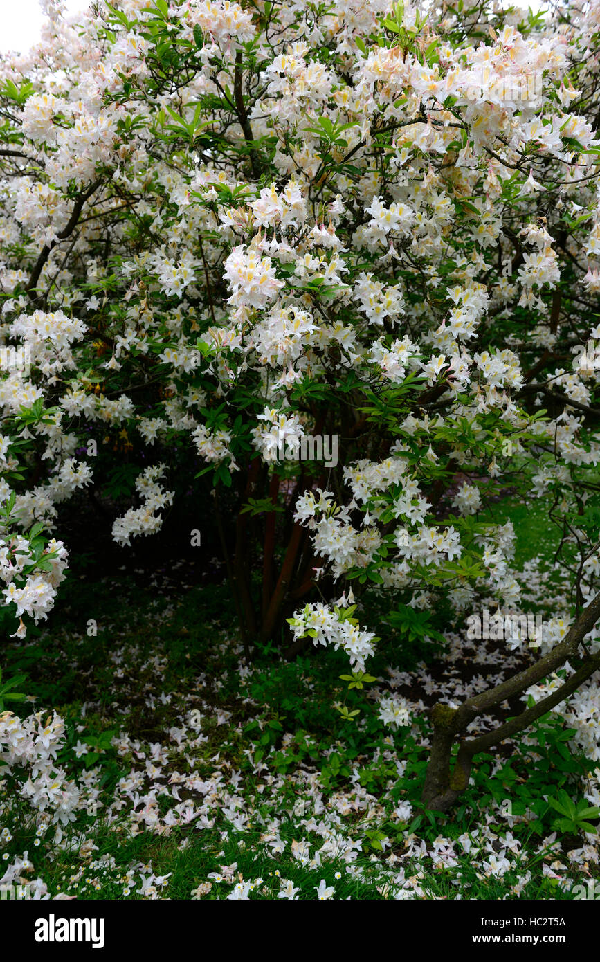 rhododendron luteum hybrid white flower flowers flowering ericaceous shrub spring bloom blooming RM Floral Stock Photo