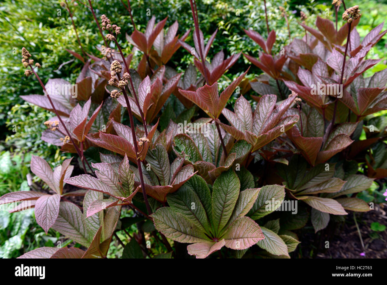 rodgersia aesculifolia irish bronze dark leaves foliage