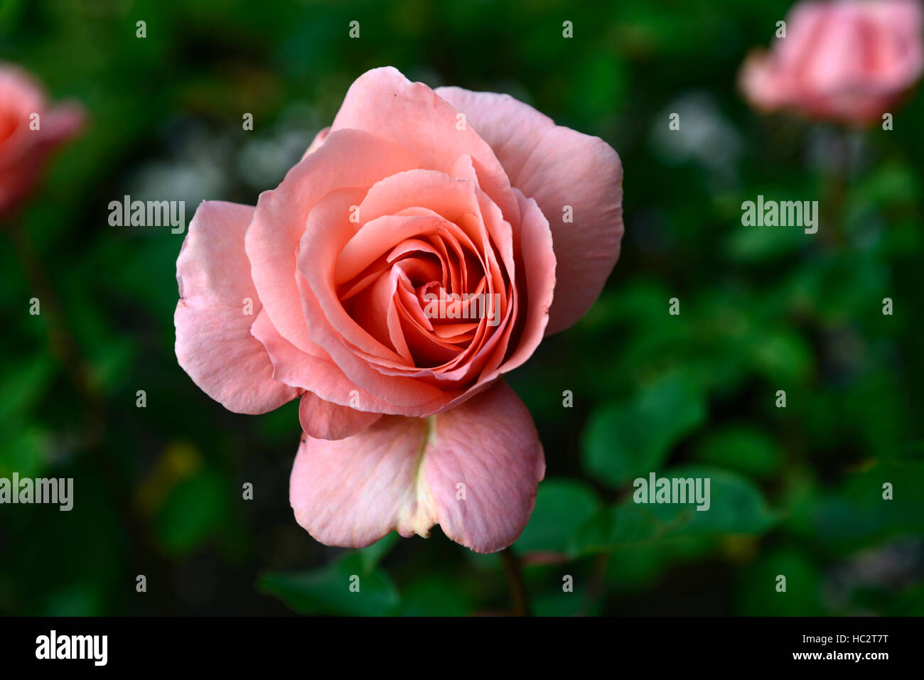 rosa blessings rose flower Hybrid Tea salmon pink flowering flowers fragrant scented RM Floral Stock Photo