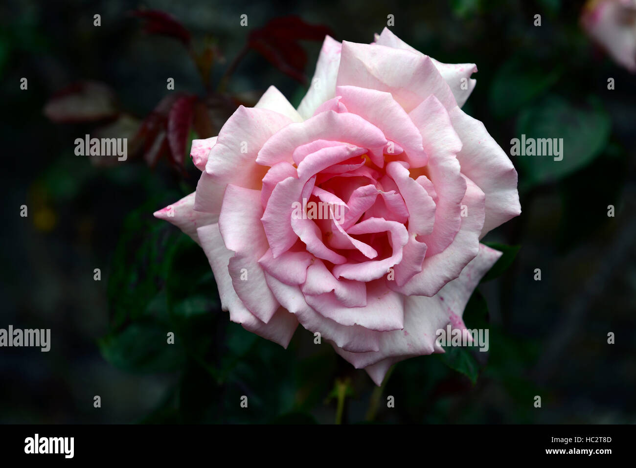 rosa constance spry ausfirst pink rose roses climbing climber flower flowers flowering fragrant scent scented RM Floral Stock Photo