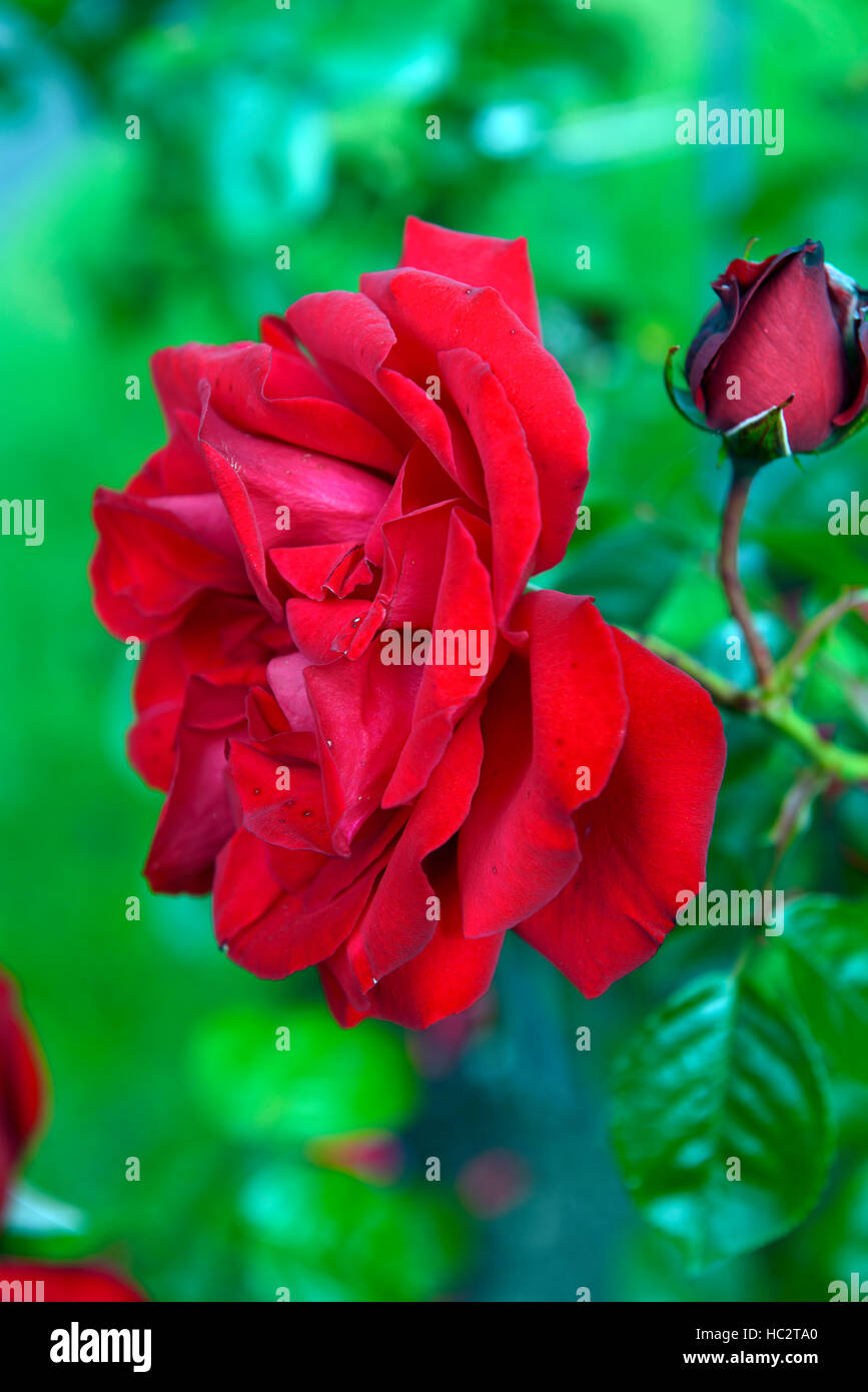 Rosa Dublin Bay Macdub Red Rose Roses Climbing Climber Flower Flowering Flowers Fragrant Scented Rm Floral Stock Photo Alamy
