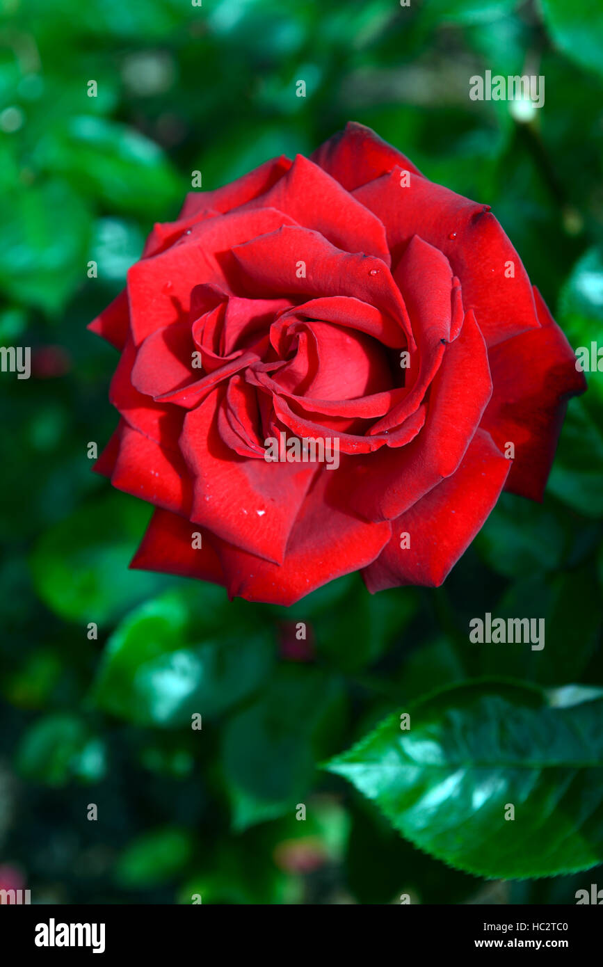 rosa ingrid bergman poulman red hybrid tea rose roses flower flowers bloom flowering blooming scent scented fragrant RM Floral Stock Photo