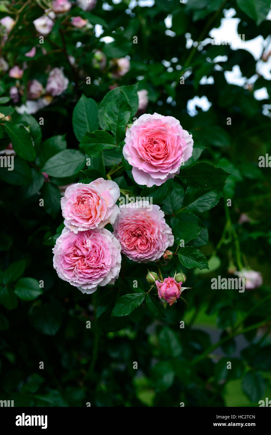 Rosa James Galway Auscrystal Rose Flower Pink Climber Climbing Flowering Flowers Fragrant Scented Rm Floral Stock Photo Alamy