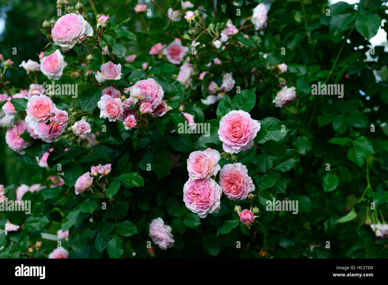 rosa james galway auscrystal rose flower pink climber climbing flowering  flowers fragrant scented RM Floral Stock Photo - Alamy