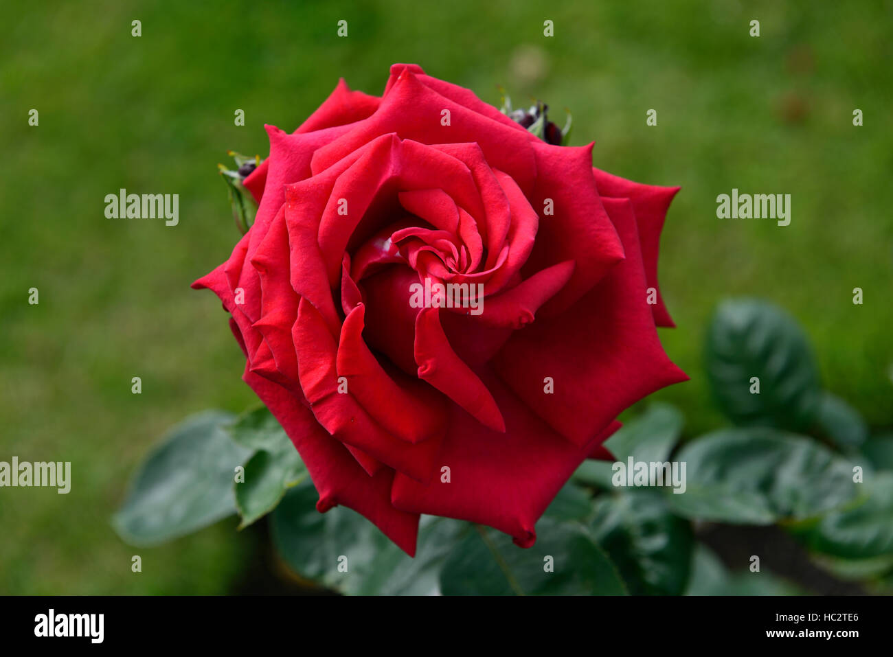 rosa national trust hybrid tea bush rose crimson scarlet repeat