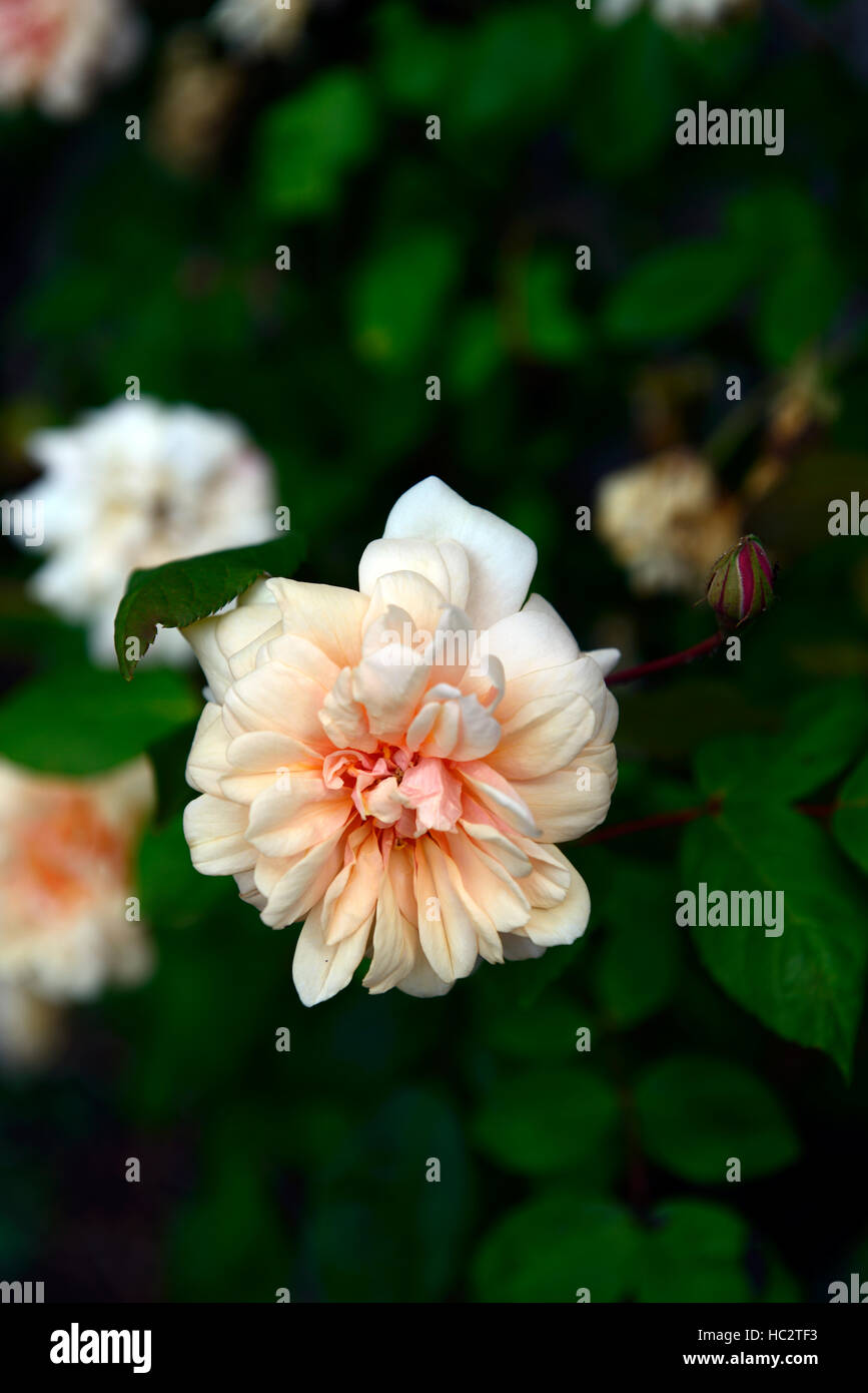 rosa perle d'or Dwarf Polyantha apricot rose roses Delicate Damask fragrance scented flower flowers flowering RM Floral Stock Photo