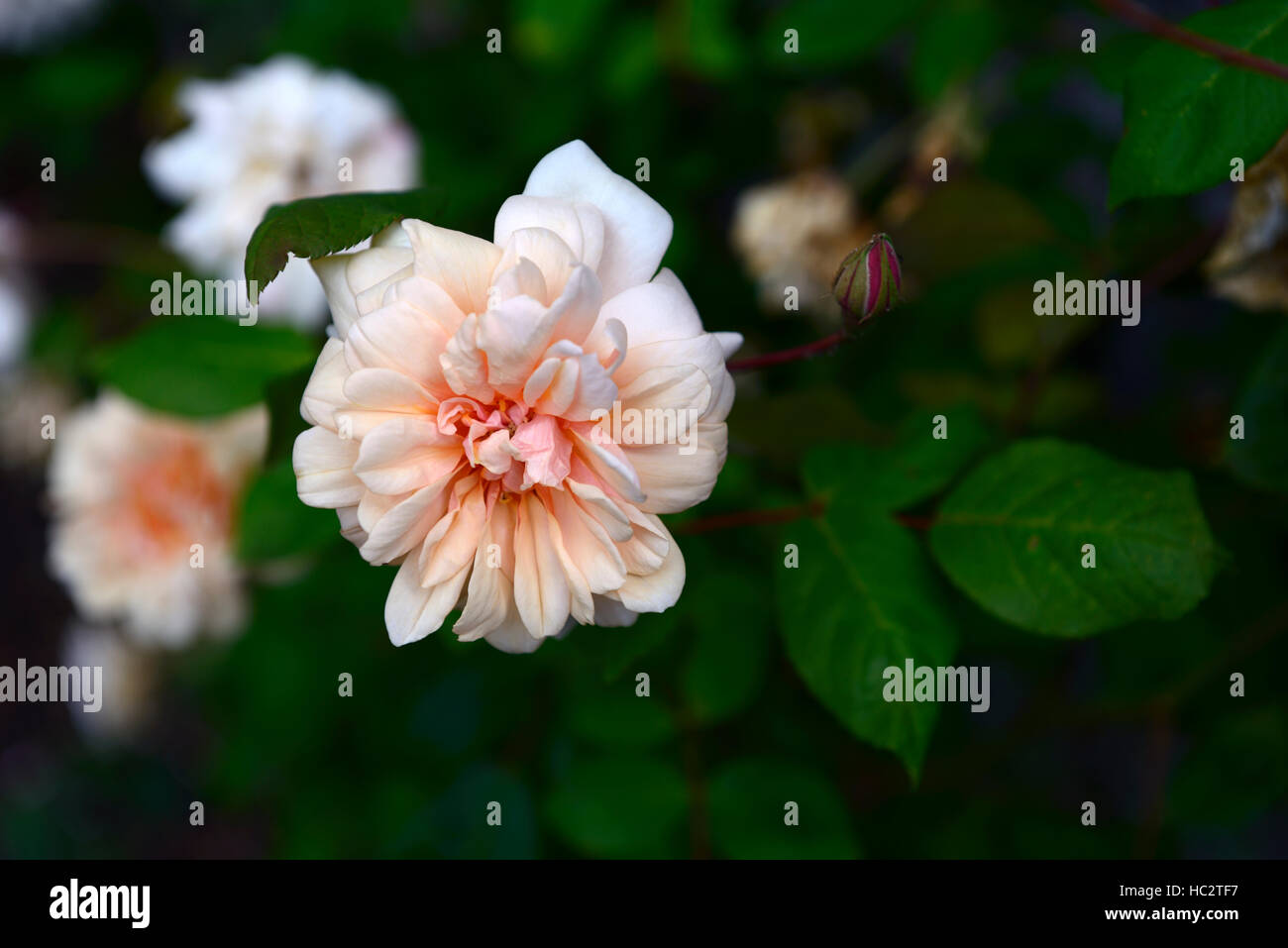 rosa perle d'or Dwarf Polyantha apricot rose roses Delicate Damask fragrance scented flower flowers flowering RM Floral Stock Photo