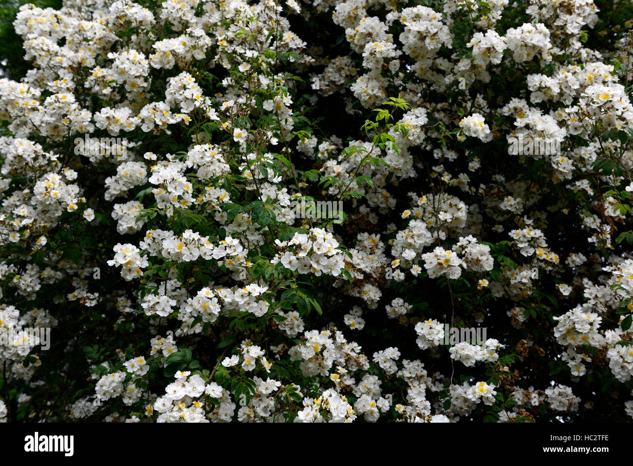 rosa rambling rector rose flower white rambler climber shrub shrubs color colours flowering flowers fragrant scented RM Floral Stock Photo