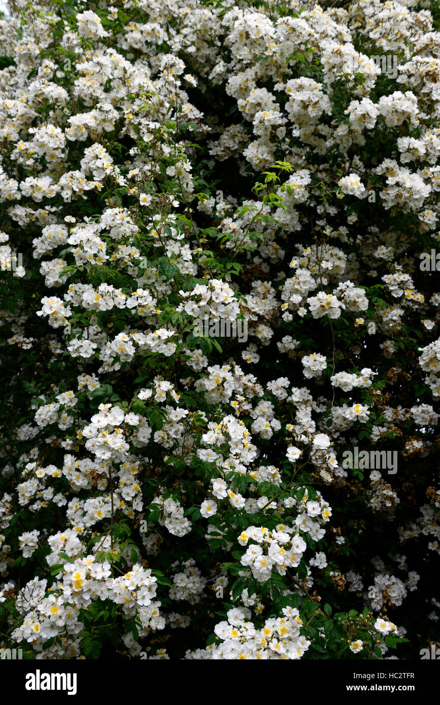 rosa rambling rector rose flower white rambler climber shrub shrubs color colours flowering flowers fragrant scented RM Floral Stock Photo