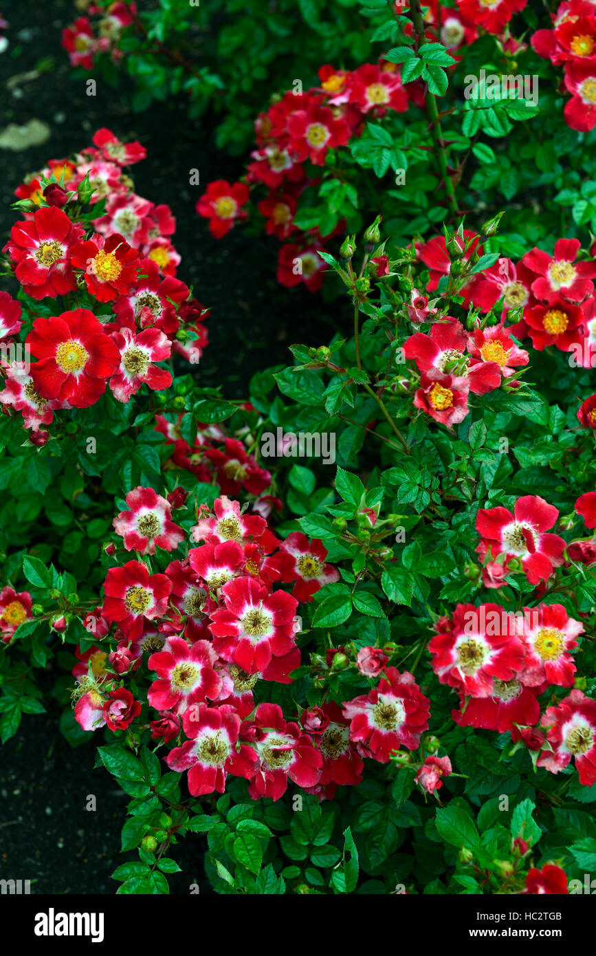 rosa robin redbreast interrob rose groundcover red flower flowers bloom
