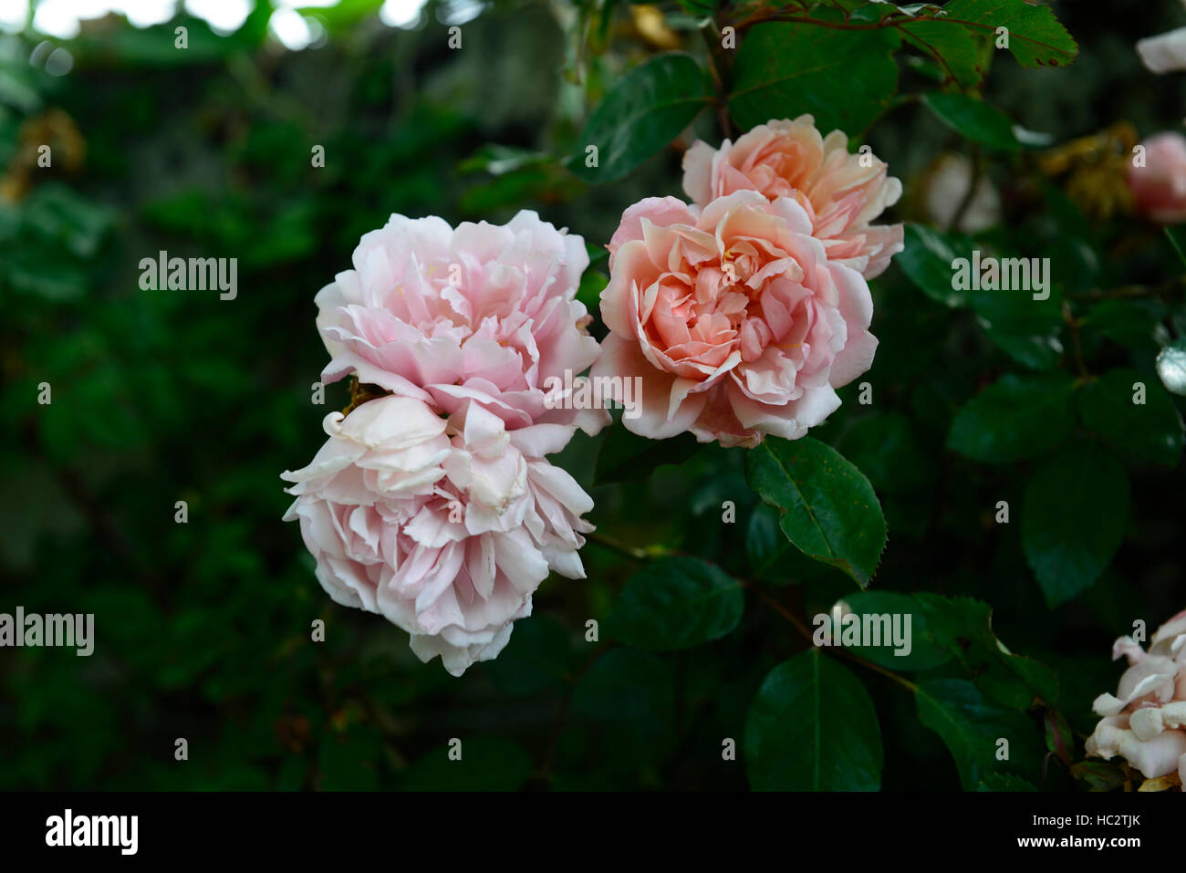 rosa Zéphirine Drouhin climbing rose thornless pink repeat flower flowering flowers summer fragrant scented RM Floral Stock Photo