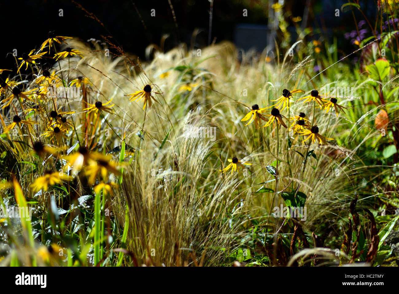 rudbeckia grass grasses prairie planting scheme mix mixed combination