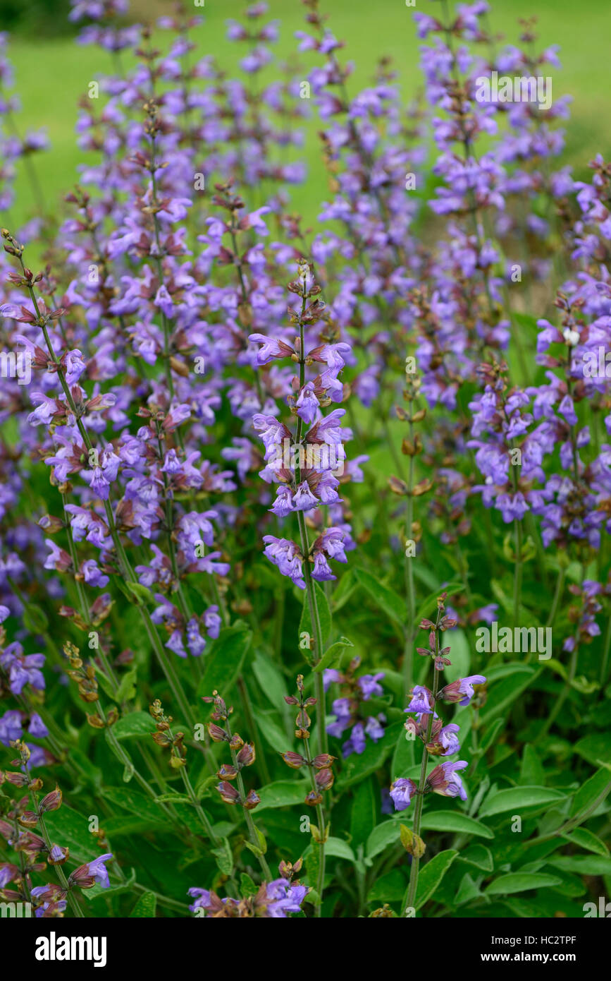 salvia officinalis common sage sages herb herbaceous herbal herbs