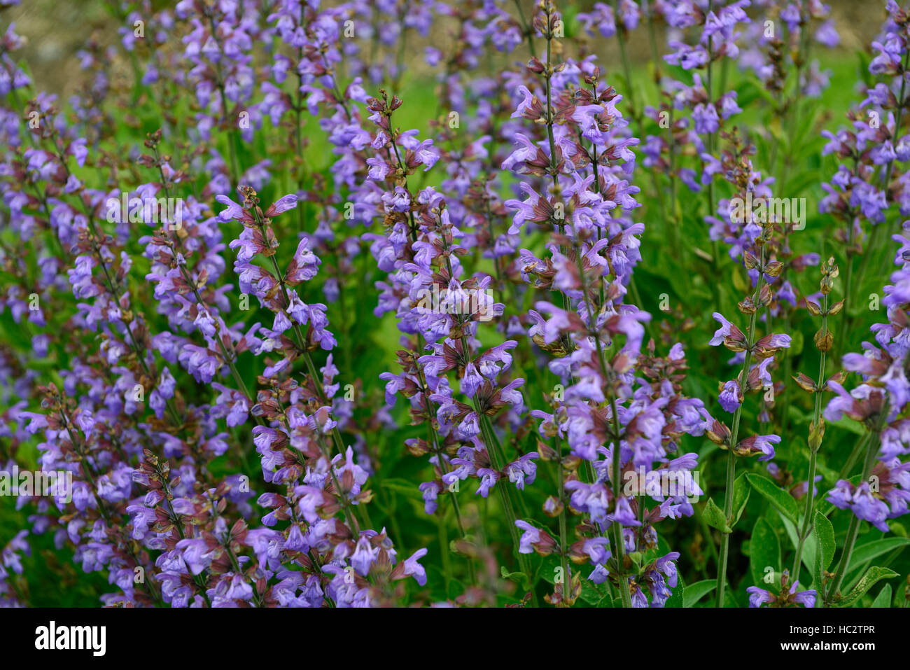 salvia officinalis common sage sages herb herbaceous herbal herbs perennial blue purple salvias