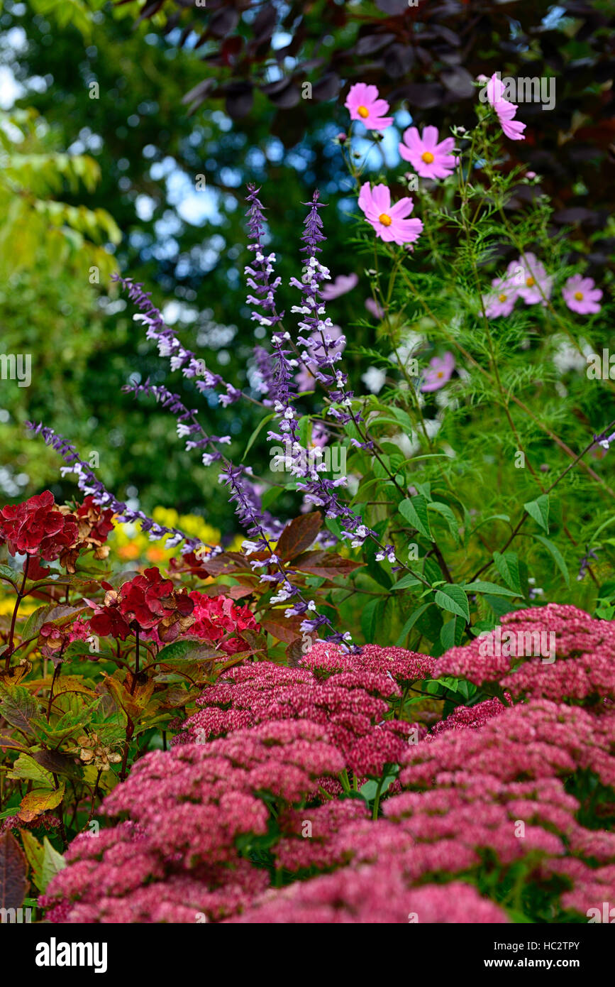 salvia phyllis fancy sage sages purple white cream pink cosmos flowers flower flowering mixed combination planting RM Floral Stock Photo