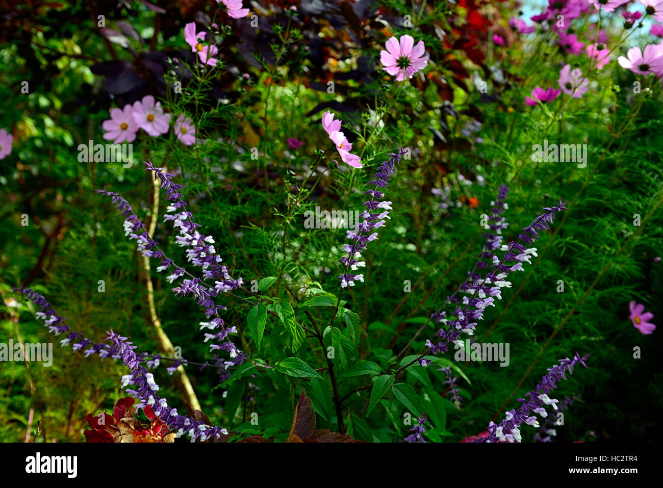 salvia phyllis fancy sage sages purple white cream pink cosmos flowers flower flowering mixed combination planting RM Floral Stock Photo