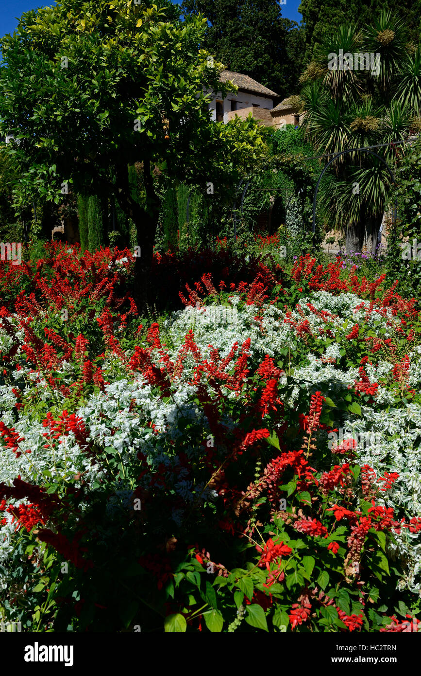 red white salvia salvias generalife garden gardens alhambra granada andalucia spain RM floral Stock Photo