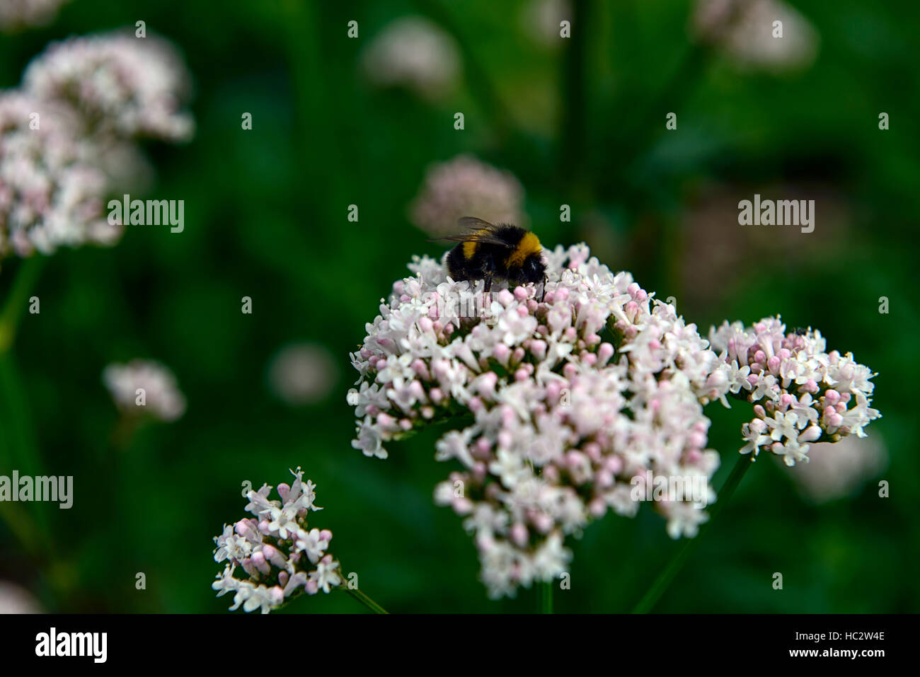 valeriana officinalis white plant portraits flowers flowering valerian closeup selective focus summer perennials RM Floral Stock Photo