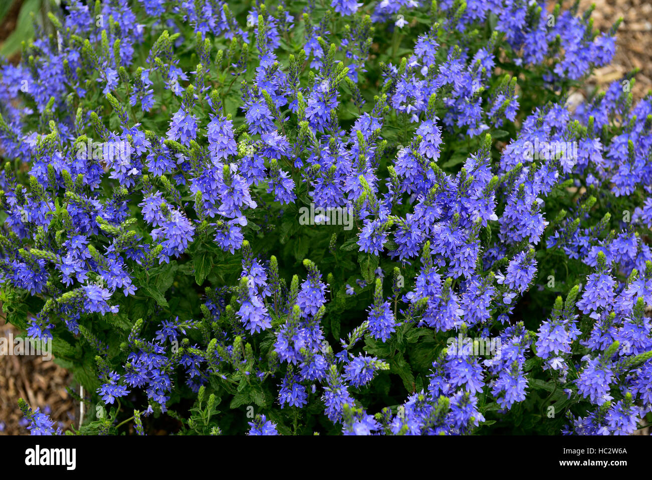 Veronica teucrium Creeping Hungarian Speedwell blue flower flowers flowering garden mound forming cover perennial RM Floral Stock Photo