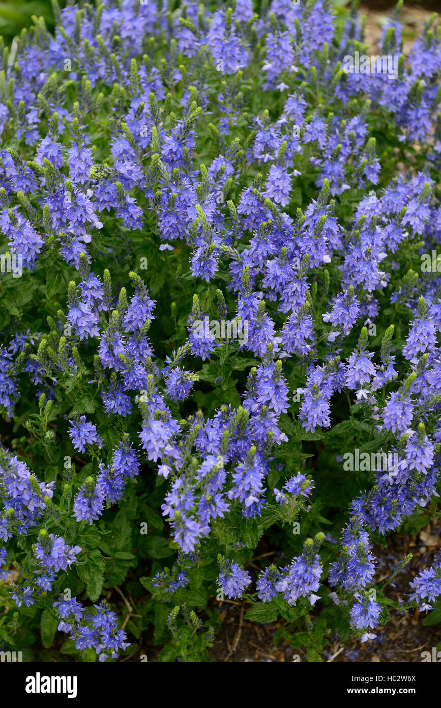 Veronica teucrium Creeping Hungarian Speedwell blue flower flowers flowering garden mound forming cover perennial RM Floral Stock Photo