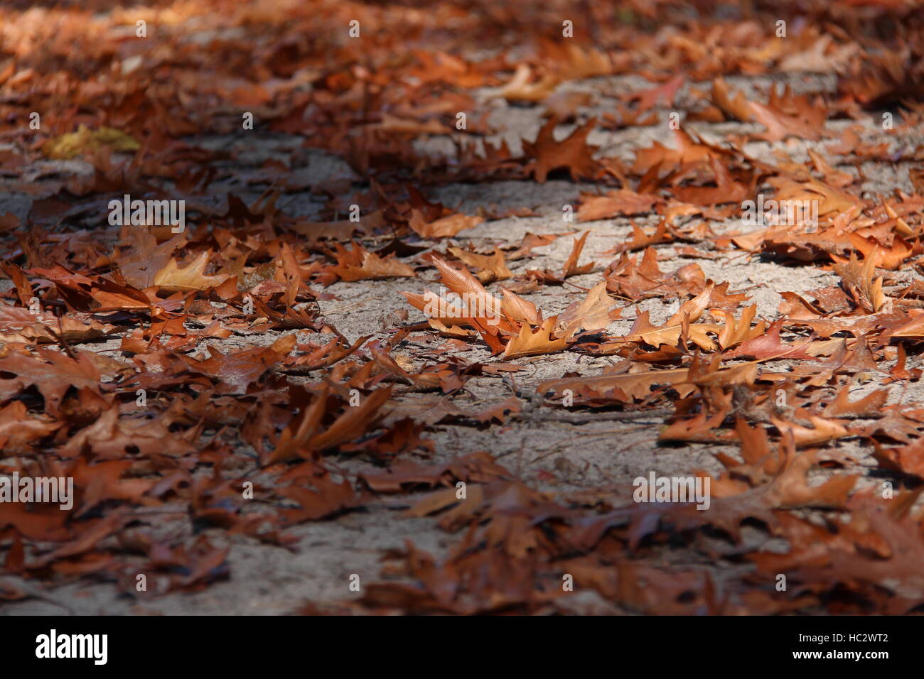 Fall Leaves on the Ground Stock Photo